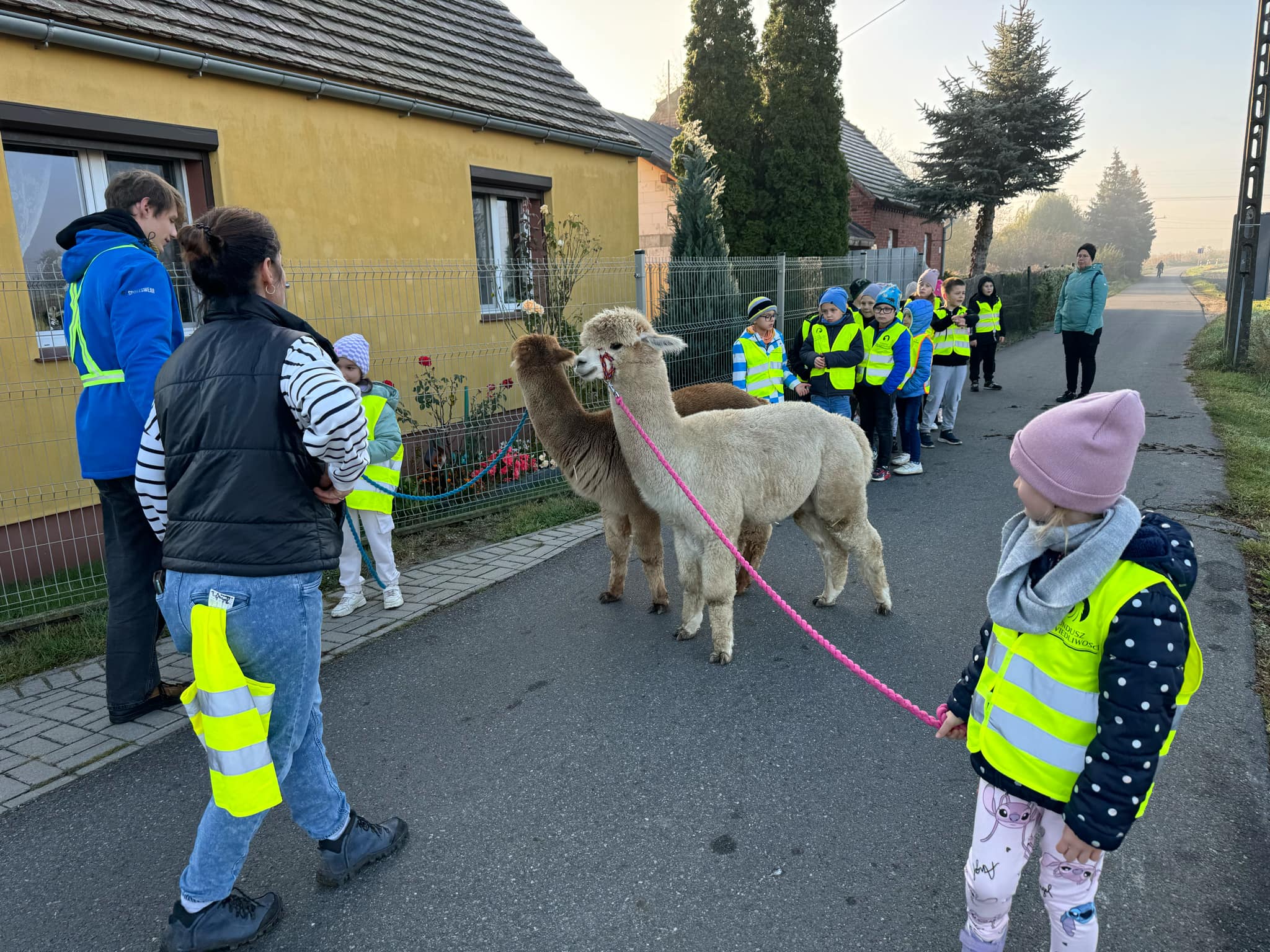 Spacer z Alpakami w klasie Ib