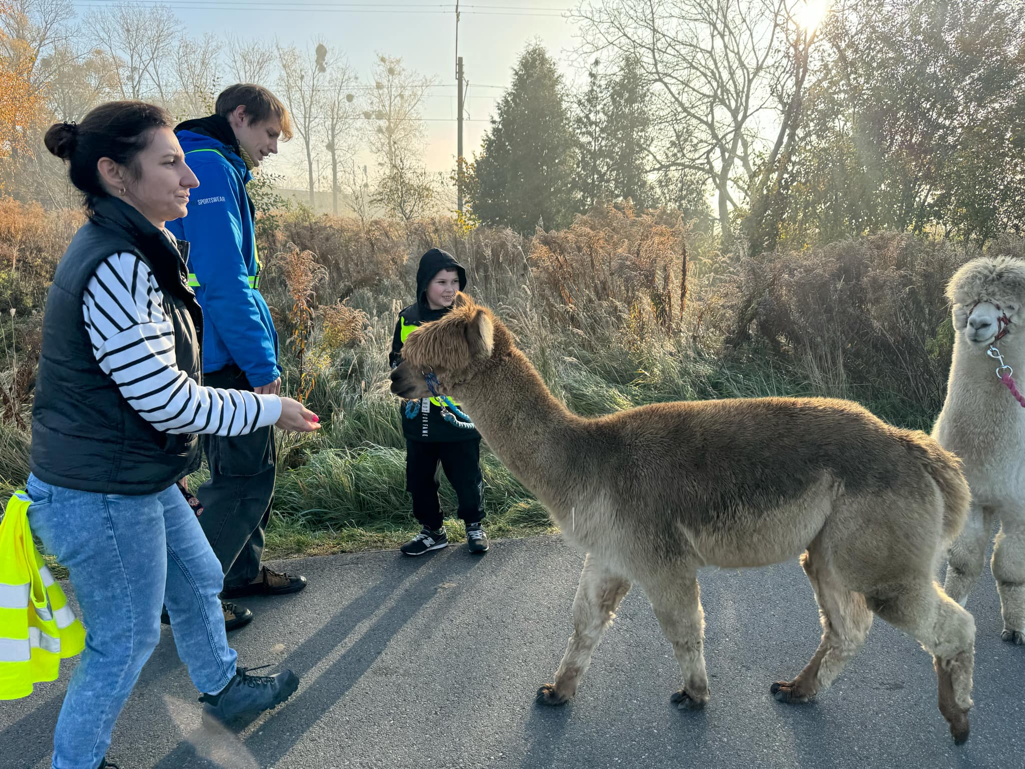 Spacer z Alpakami w klasie Ib