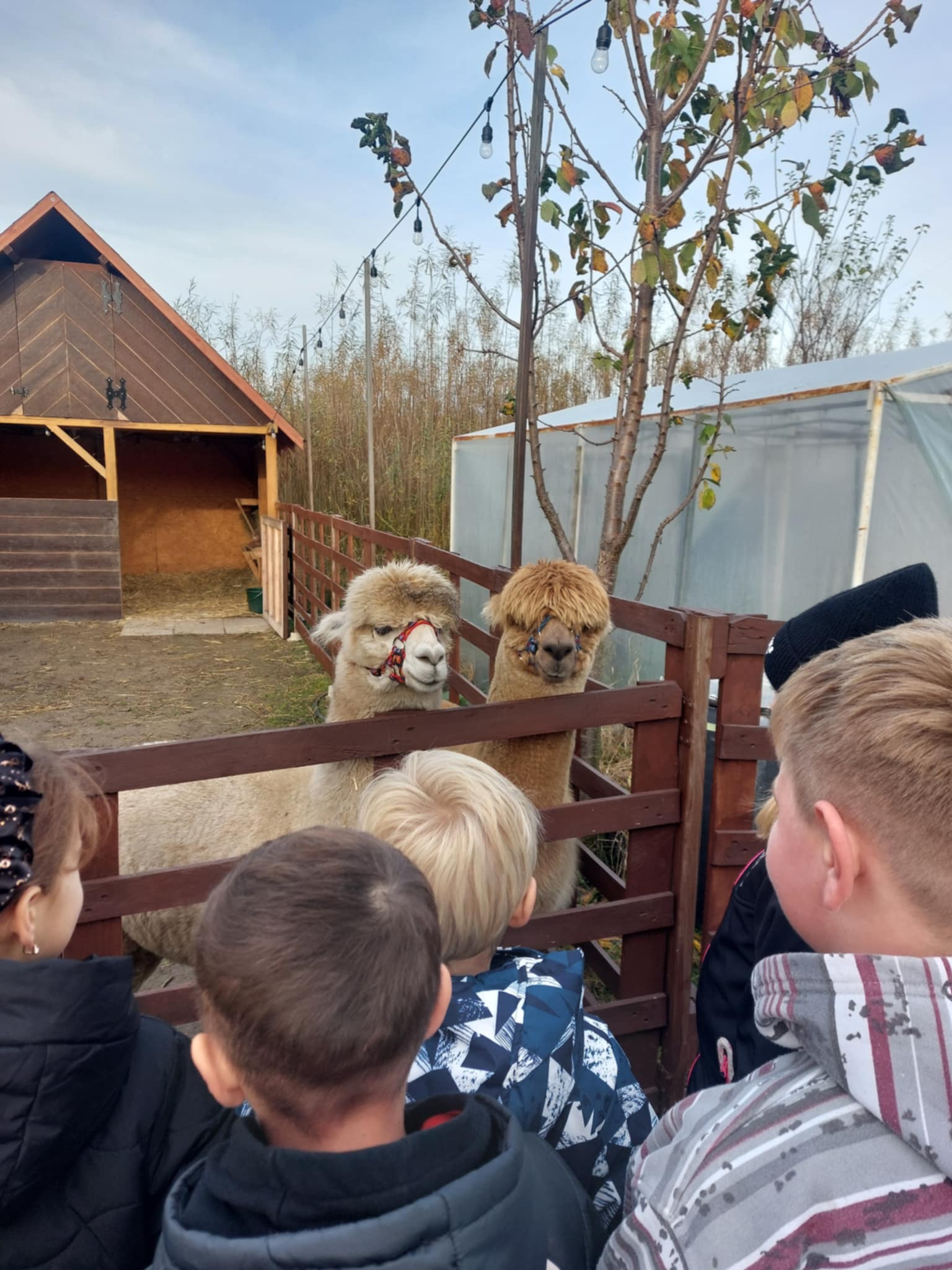 Spotkanie z alpakami uczniw klasy 3b