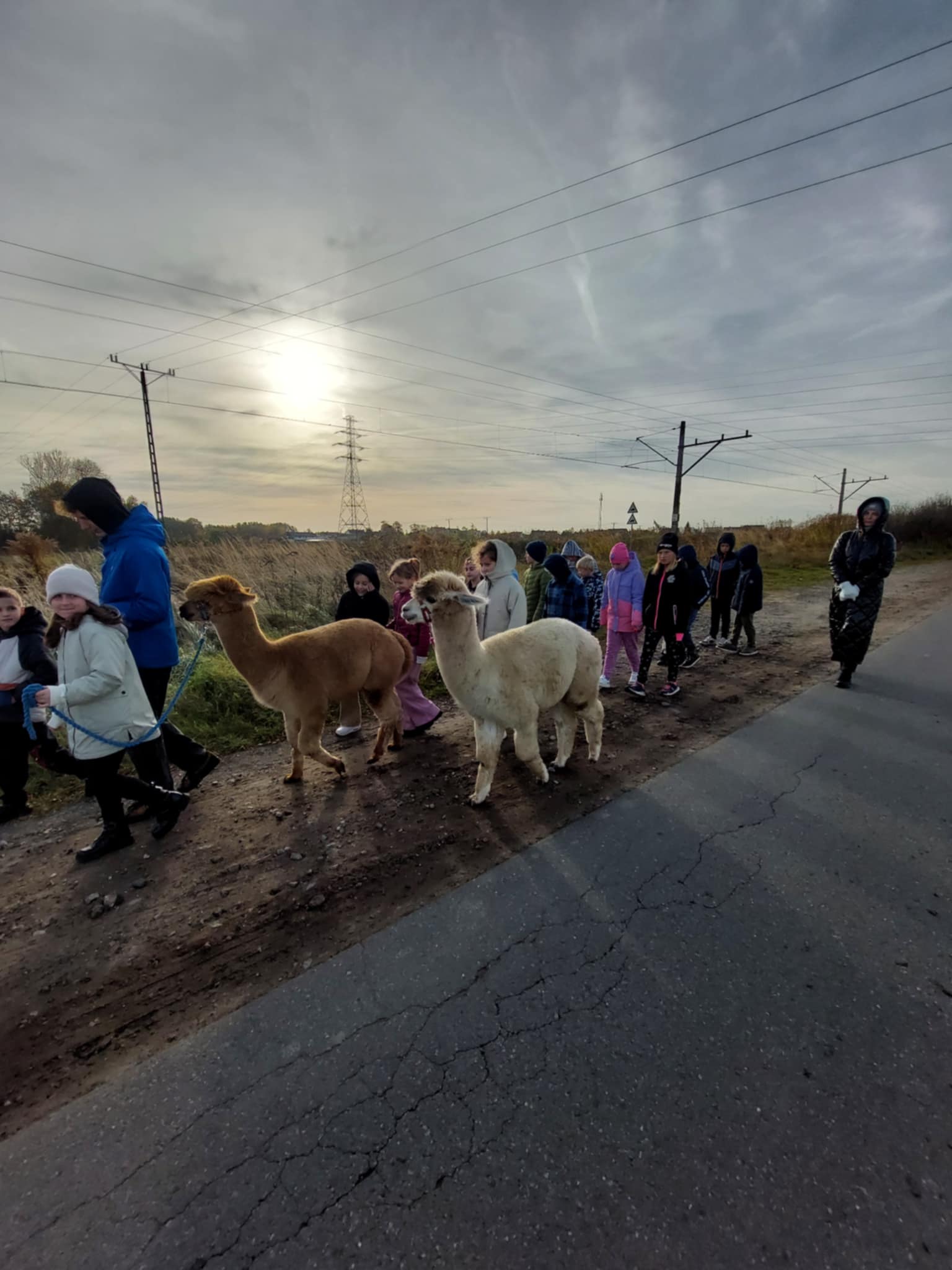 Spotkanie z alpakami uczniw klasy 3b