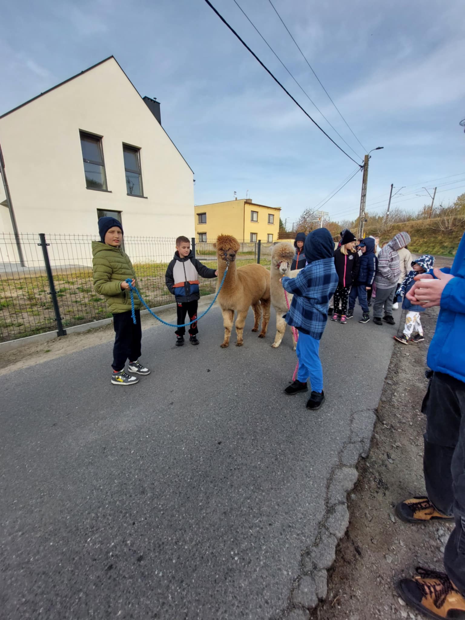 Spotkanie z alpakami uczniw klasy 3b