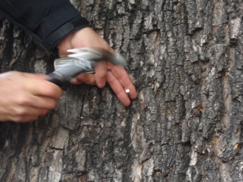 Zajcia przyrodnicze w terenie - badanie drzewa