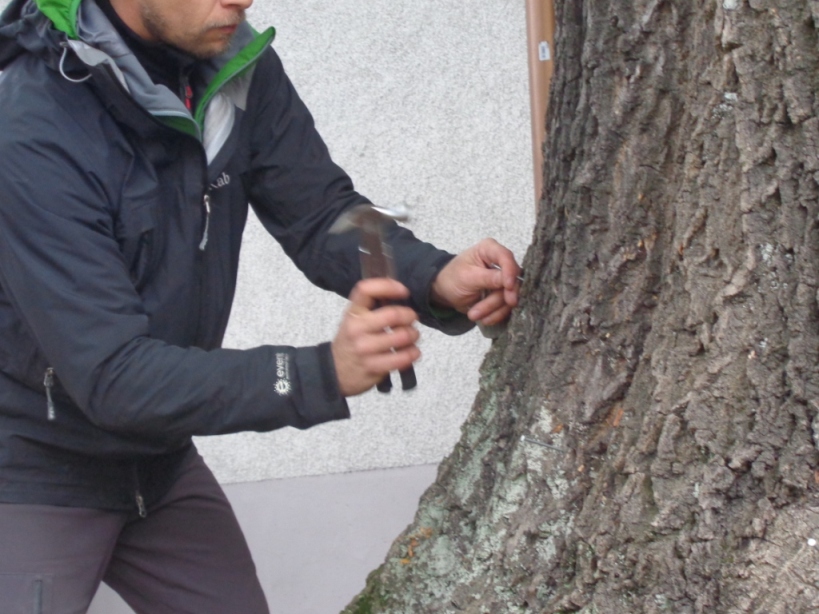 Zajcia przyrodnicze w terenie - badanie drzewa
