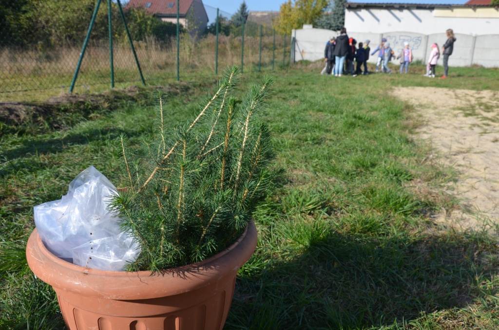 Sto drzew na stulecie odzyskania niepodlegoci